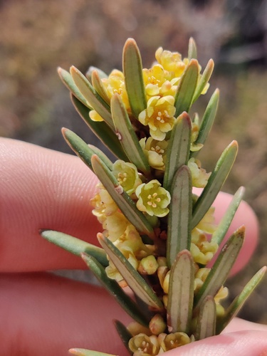 Leathery Clut (Clutia polygonoides)