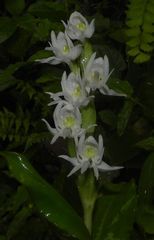 Habenaria gibsonii gibsonii