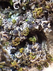 Bilimbia sabuletorum