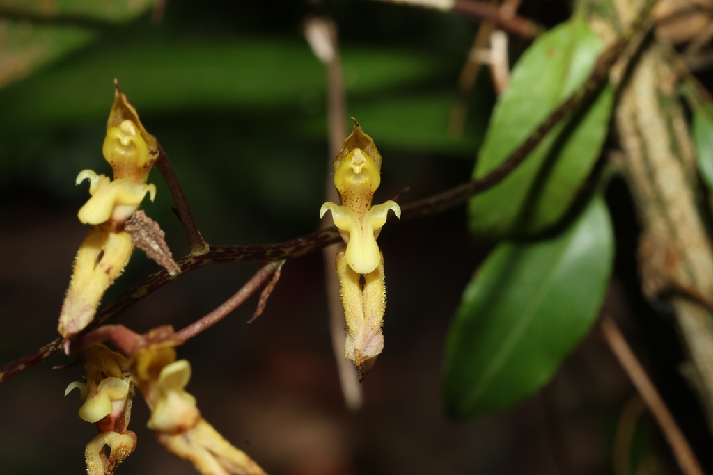 Bulbophyllum crabro (Bulbophyllum crabro)