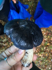 Entoloma medianox