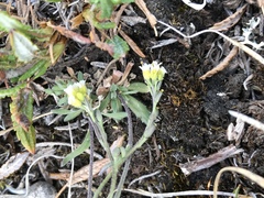 Draba cinerea
