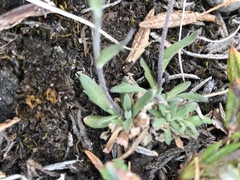Draba cinerea