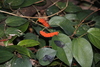 Japanese Pepper - Photo (c) Alpsdake, some rights reserved (CC BY-SA)