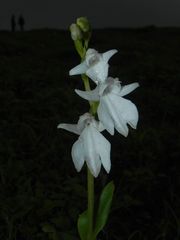 Habenaria suaveolens