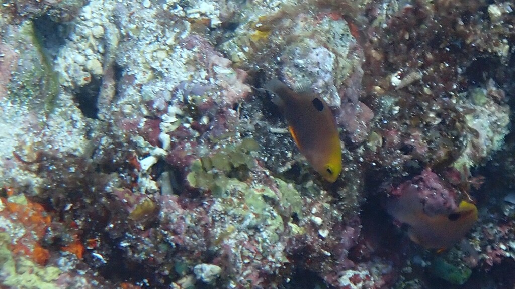 Talbot's Damsel
