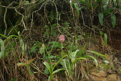 Veltheimia bracteata