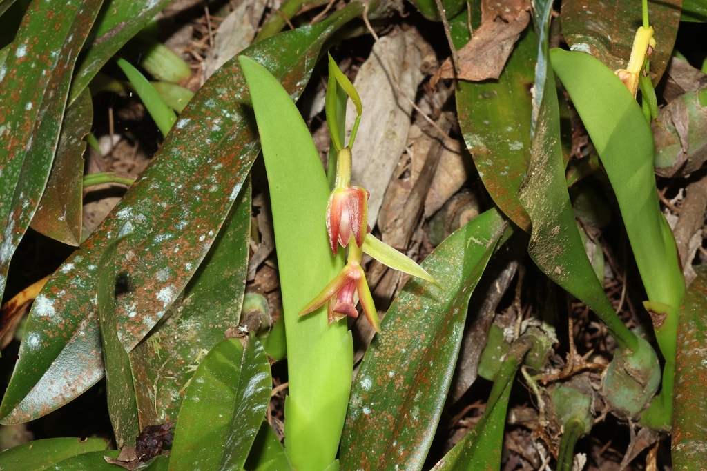 Eria carinata (Eria carinata)