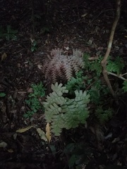 Adiantum trapeziforme