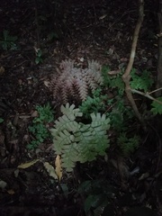 Adiantum trapeziforme