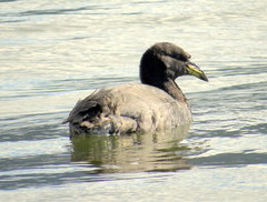 Fulica cornuta