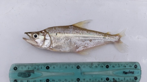 Glass dogtooth tetra (Galeocharax humeralis) — Characidae — 4