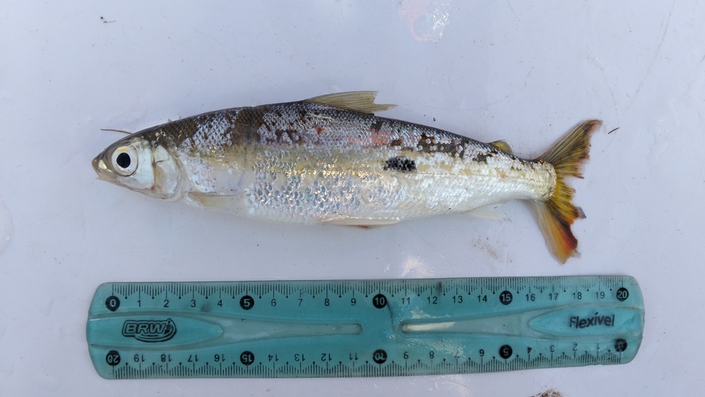 Straightmouth hemiodus (Hemiodus orthonops) — Hemiodontidae