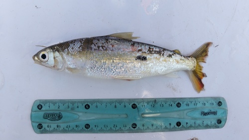 Straightmouth hemiodus (Hemiodus orthonops) — Hemiodontidae