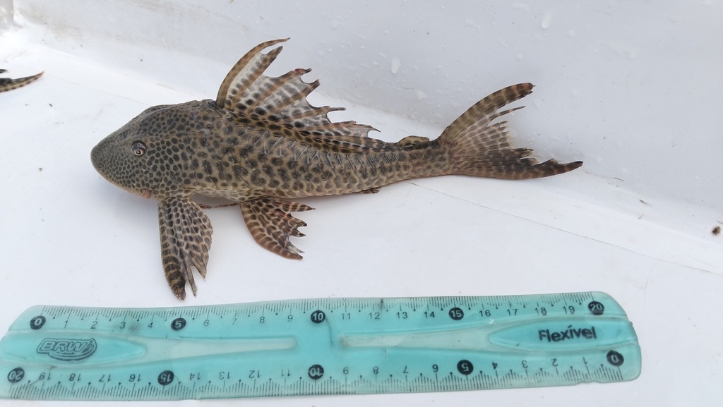Broadsnout pleco (Hypostomus latirostris) — Loricariidae