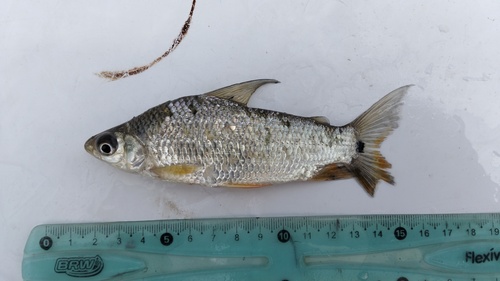Speckled curimata (Steindachnerina conspersa) — Curimatidae — 5