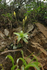 Bulbine latifolia