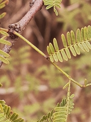 Vachellia schaffneri bravoensis