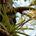 Vanda testacea - Photo (c) S.MORE, some rights reserved (CC BY-NC), uploaded by S.MORE