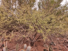 Vachellia schaffneri bravoensis
