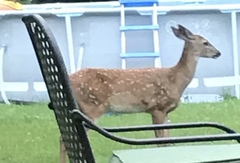 Odocoileus virginianus