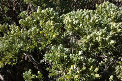 Brachyglottis cassinioides