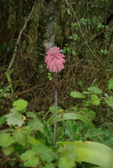Veltheimia bracteata