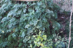 Arachniodes aristata