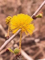 Vachellia schaffneri bravoensis