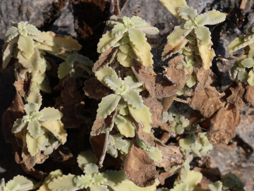Coleus cylindraceus, photograph 5