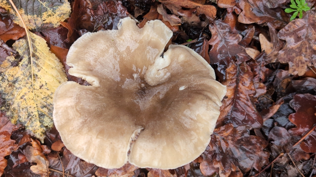 Clitocybe nebularis · December 2025 · photo: © cameronfindlay (iNaturalist, cc-by)