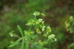 Euphorbia kraussiana