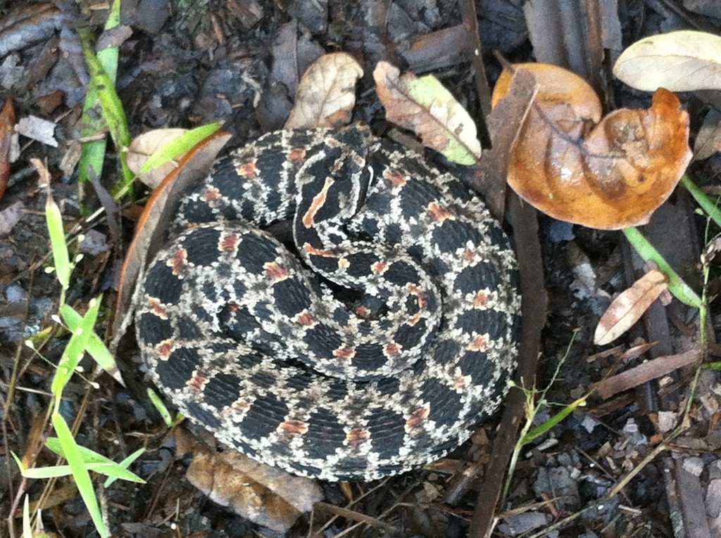 Dusky Pygmy Rattlesnake From Volusia County, FL, USA On October 19 ...