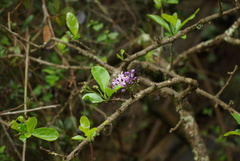 Ehretia rigida rigida