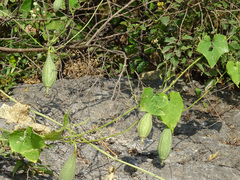 Luffa acutangula, photograph (c) Joey Bom, some rights reserved (CC BY)