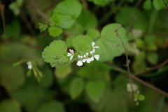 Pelargonium odoratissimum