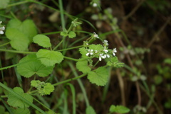 Pelargonium odoratissimum