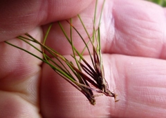 Eleocharis gracilis