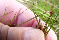 Eleocharis gracilis