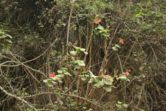 Pelargonium inquinans