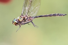 Somatochlora brevicincta