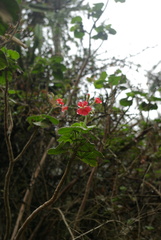 Pelargonium inquinans