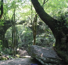Alnus lusitanica