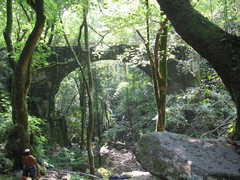 Alnus lusitanica