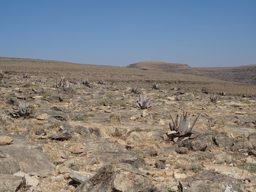 Aloe dhufarensis