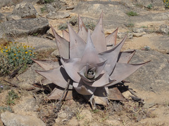 Aloe dhufarensis, photograph (c) Joey Bom, some rights reserved (CC BY)