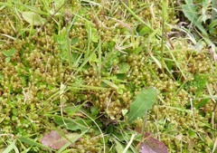 Chaerophyllum colensoi