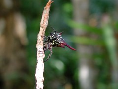 Gasteracanthinae