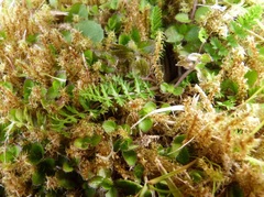 Chaerophyllum colensoi