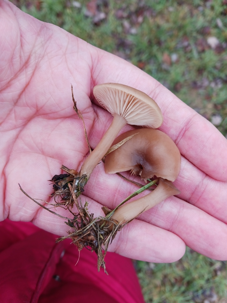 Clitocybe